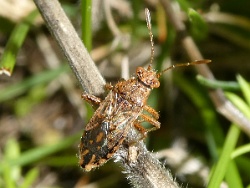 Rhopalus parumpunctatus